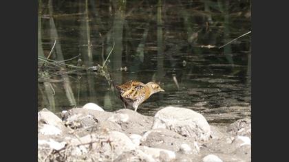 Baillon`s Crake