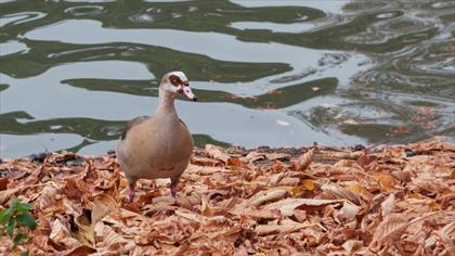 Egyptian Goose