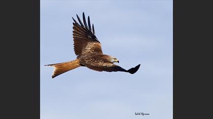 Red Kite