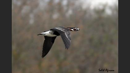 Red-breasted Goose