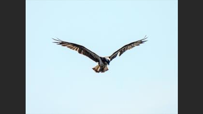 Osprey