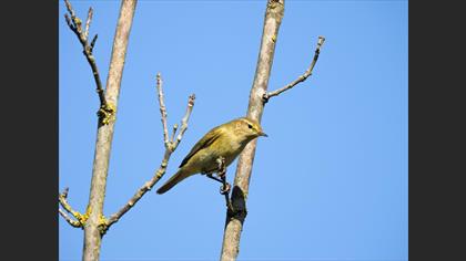 Common Chiffchaff