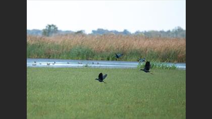 Grey-headed Swamphen