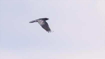 Northern Raven