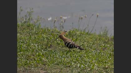 Common Hoopoe