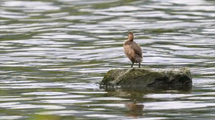 Little Grebe