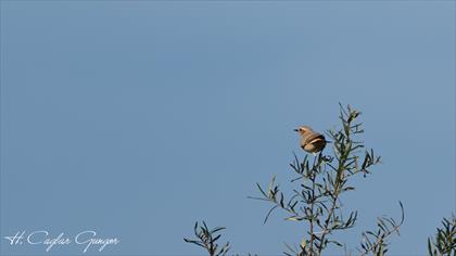 Desert Wheatear
