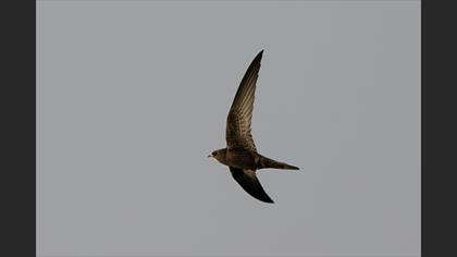 Common Swift