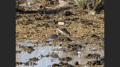 Wood Sandpiper