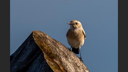 Desert Wheatear