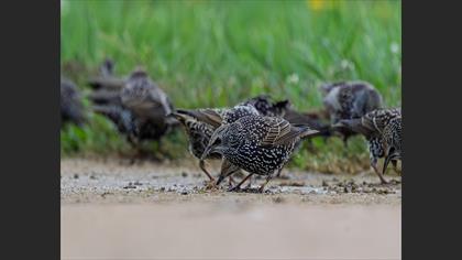 Common Starling