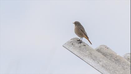 Black Redstart