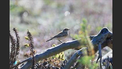 Desert Wheatear