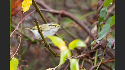 Pallas`s Leaf Warbler