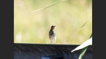 Red-throated Pipit