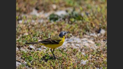 Western Yellow Wagtail