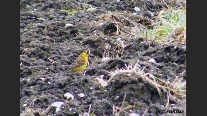 Yellowhammer