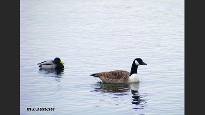 Mallard