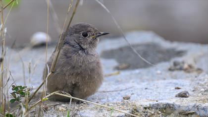 Black Redstart