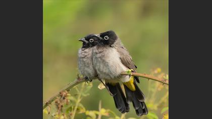 White-spectacled Bulbul