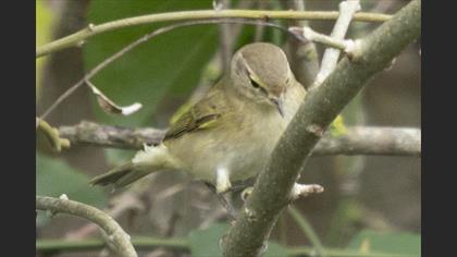 Common Chiffchaff