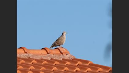 Eurasian Collared Dove