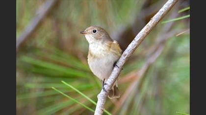 Red-breasted Flycatcher