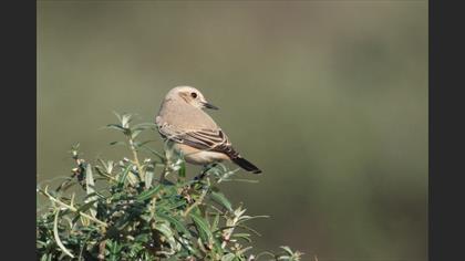 Desert Wheatear