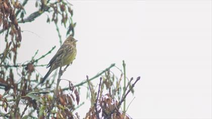 Yellowhammer