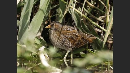 Spotted Crake