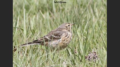 Buff-bellied Pipit