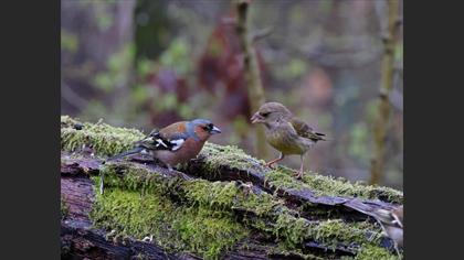 Eurasian Chaffinch