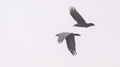 Northern Raven