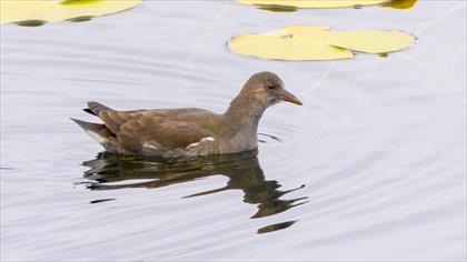 Common Moorhen
