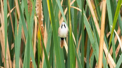 Bearded Reedling