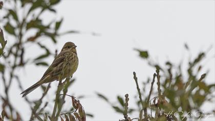 Yellowhammer