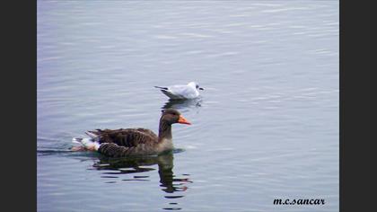 Black-headed Gull