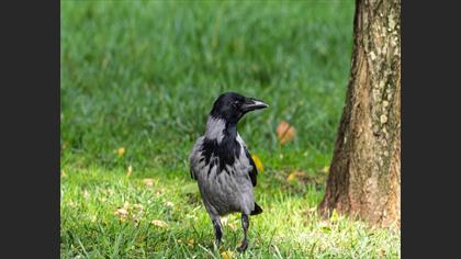 Hooded Crow