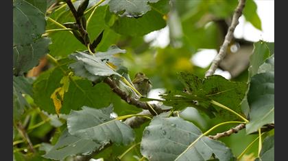 Pallas`s Leaf Warbler