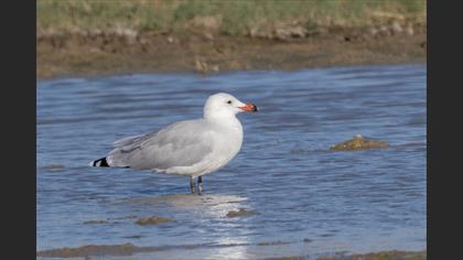 Audouin`s Gull