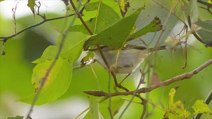 Pallas`s Leaf Warbler