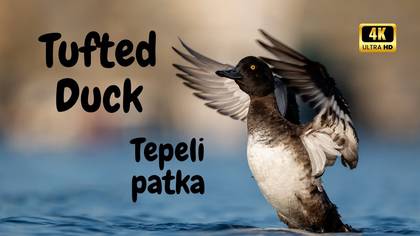Tepeli Patka video