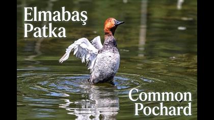 Elmabaş Patka video