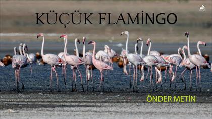 KÜÇÜK FLAMİNGO