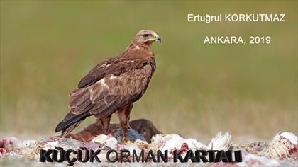 Küçük Orman Kartalı video
