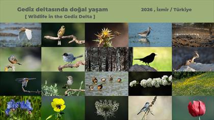 Gediz deltasında doğal yaşam