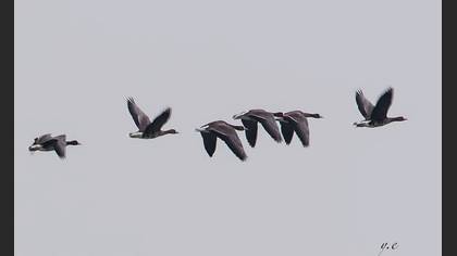 Sakarca