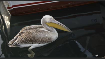 Ak Pelikan