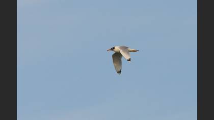 Büyük Karabaş Martı