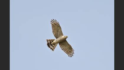 Atmaca